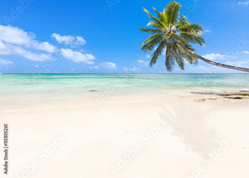 Fototapeta Naklejka Na Ścianę i Meble -  cocotier penché sur plage de l'île Maurice 