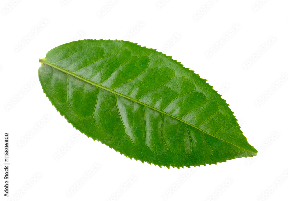 Obraz premium tea leaf oon white background