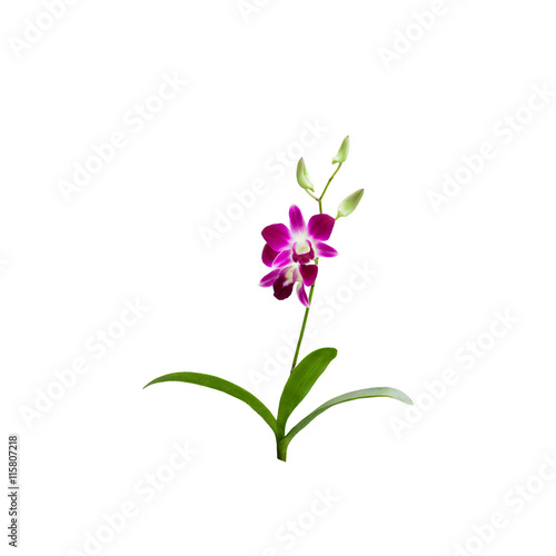 Beautiful Purple orchid flower isolated white background,with cl