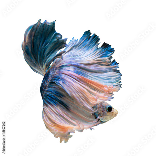 betta fish, siamese fighting fish