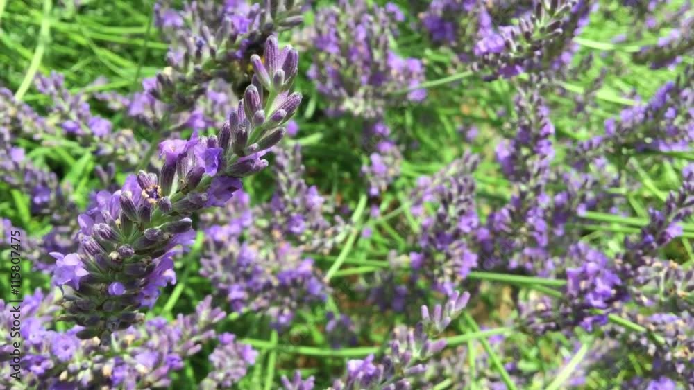 Close up of working bumblebee on lavender
Close up of working bumblebee on lavender