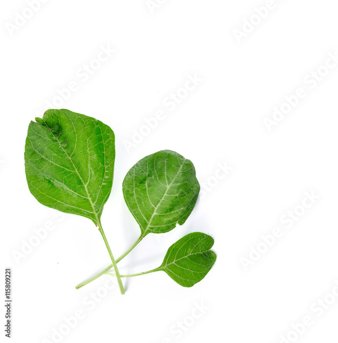 spinach fresh isolated on white