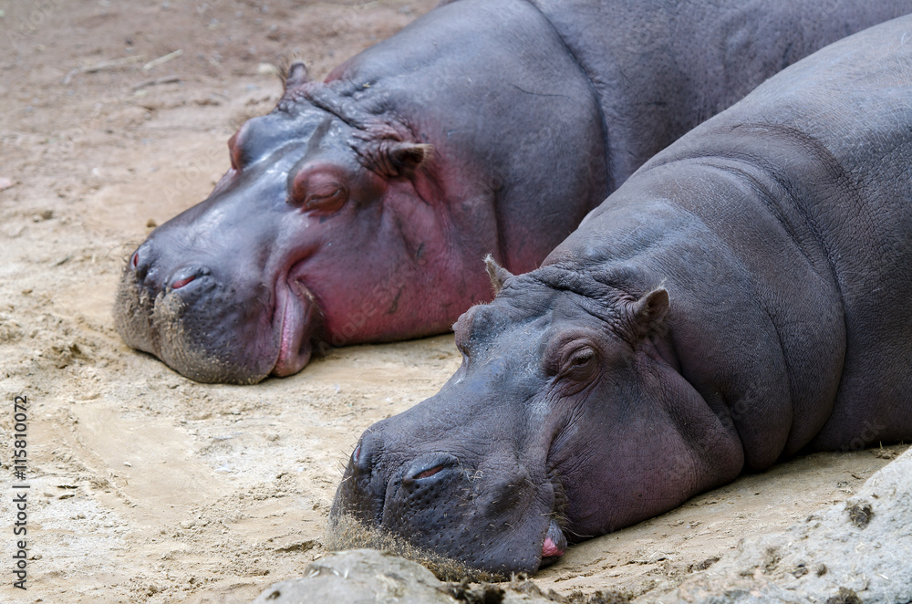 Flusspferde (Hippopotamus amphibius) Flusspferde (Hippopotamus amphibius)