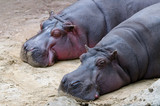 Flusspferde (Hippopotamus amphibius)