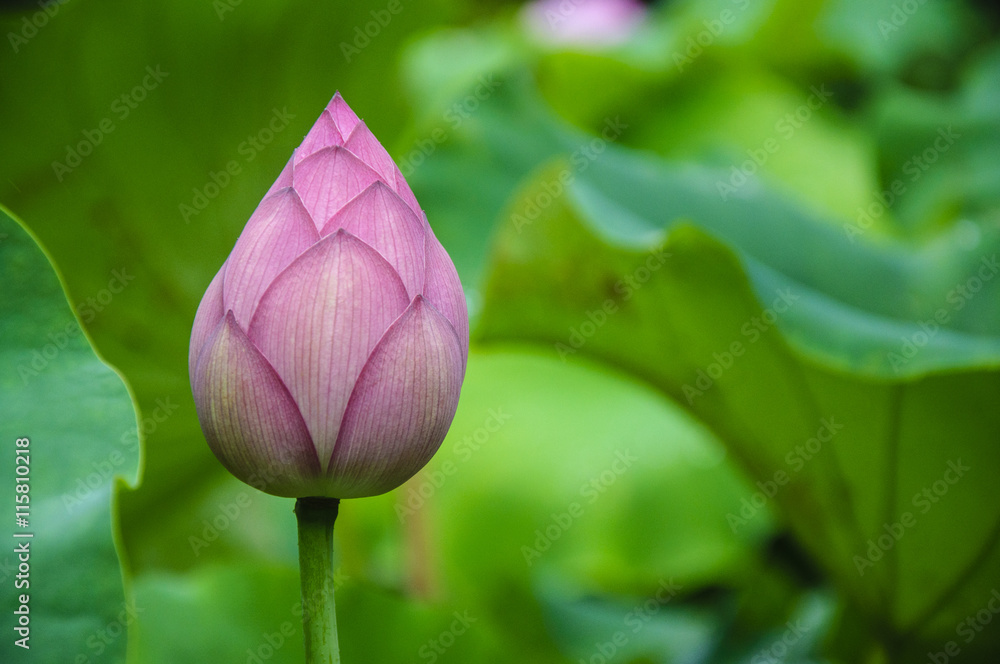 Beautiful blossoming lotus in summer Beautiful blossoming lotus in summer