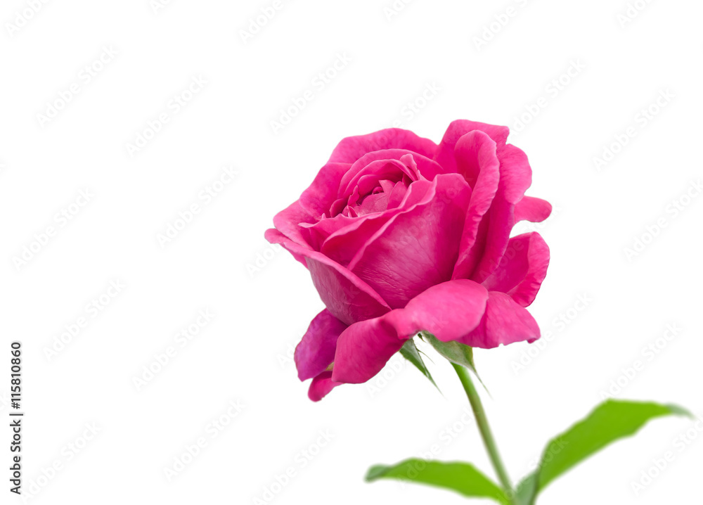 Fototapeta premium Pink rose isolated on white