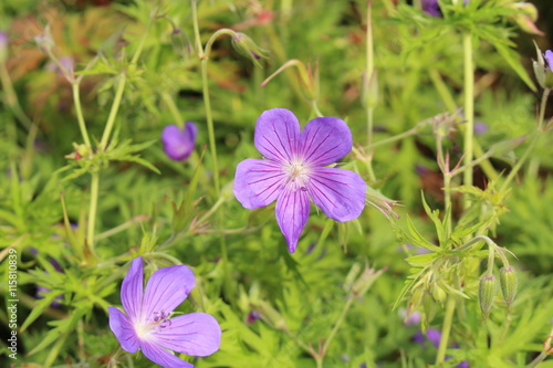 Fototapeta Naklejka Na Ścianę i Meble -  