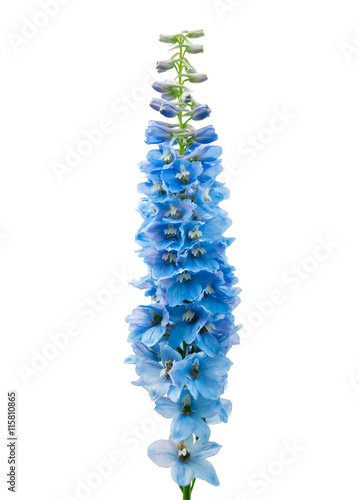 Stampa su tela Blue delphinium flower isolated on white