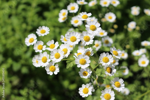 "Feverfew" flowers (or Bachelor's Buttons, Featherfew, Featherfoil, Flirtwort) in Innsbruck, Austria. Tanacetum Parthenium, native to Europe (Balkan peninsula), used as a traditional medicinal herb.