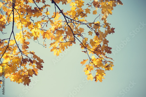 autumn maple branch