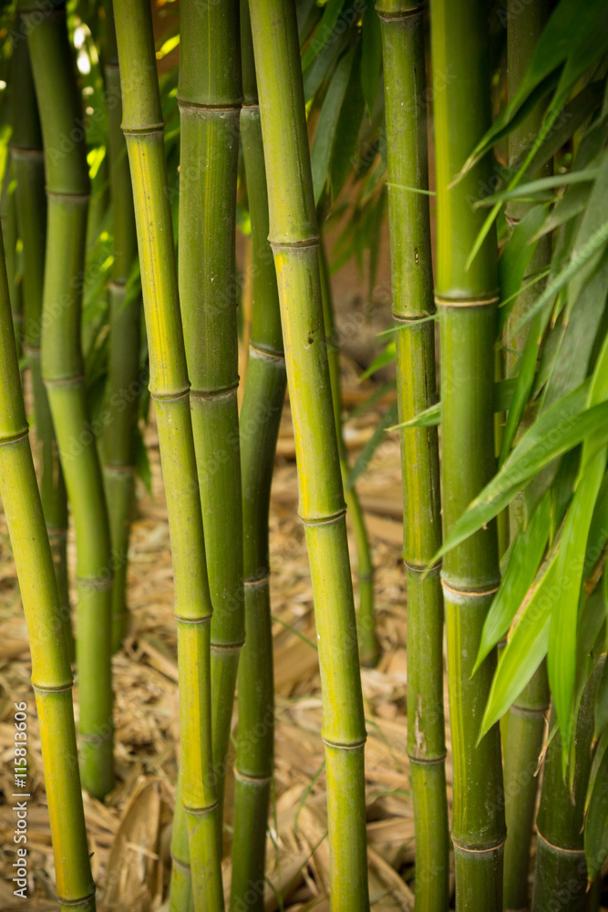 Fototapeta premium Green bamboo grove 