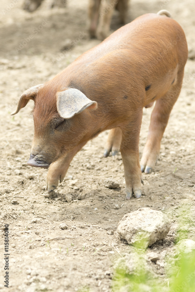 Fototapeta premium Braunes Ferkel im Freilaufgehege