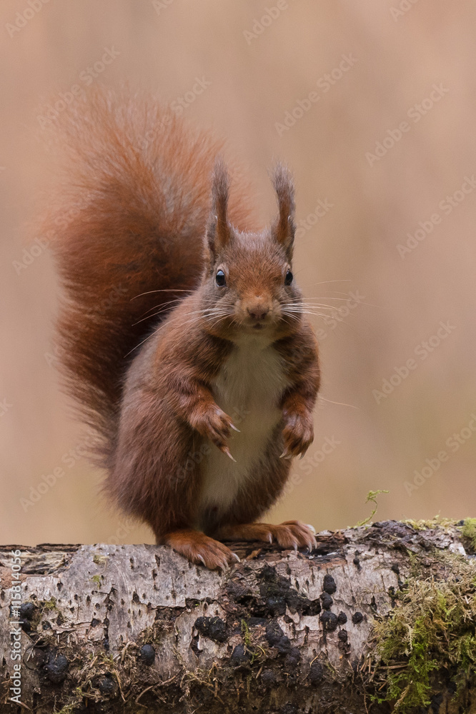 Obraz premium Eurasian red squirrel