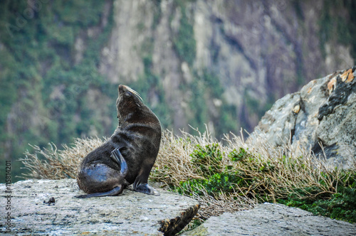 Cute seal in the Milford Sound, New Zealand