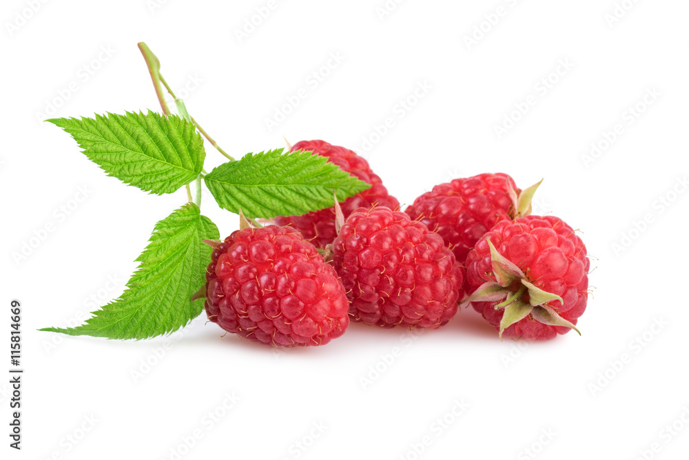 raspberries branch on white raspberries branch on white