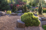 Small Pine and Stone Garden