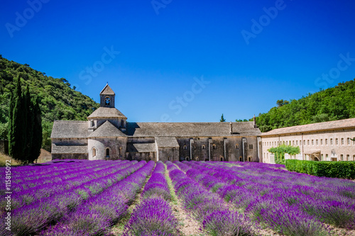 Champs de lavandes devant l'Abbaye Notre-Dame-de-Sénanque 