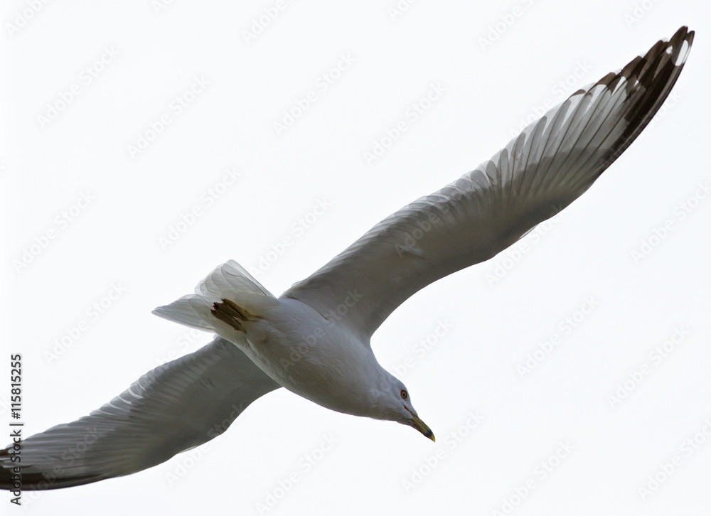 Obraz premium Beautiful isolated picture with the calm gull in flight