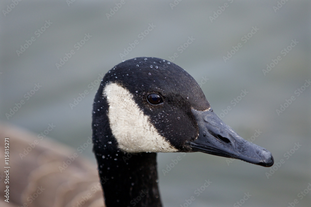 Beautiful background with the Canada goose swimming Beautiful background with the Canada goose swimming