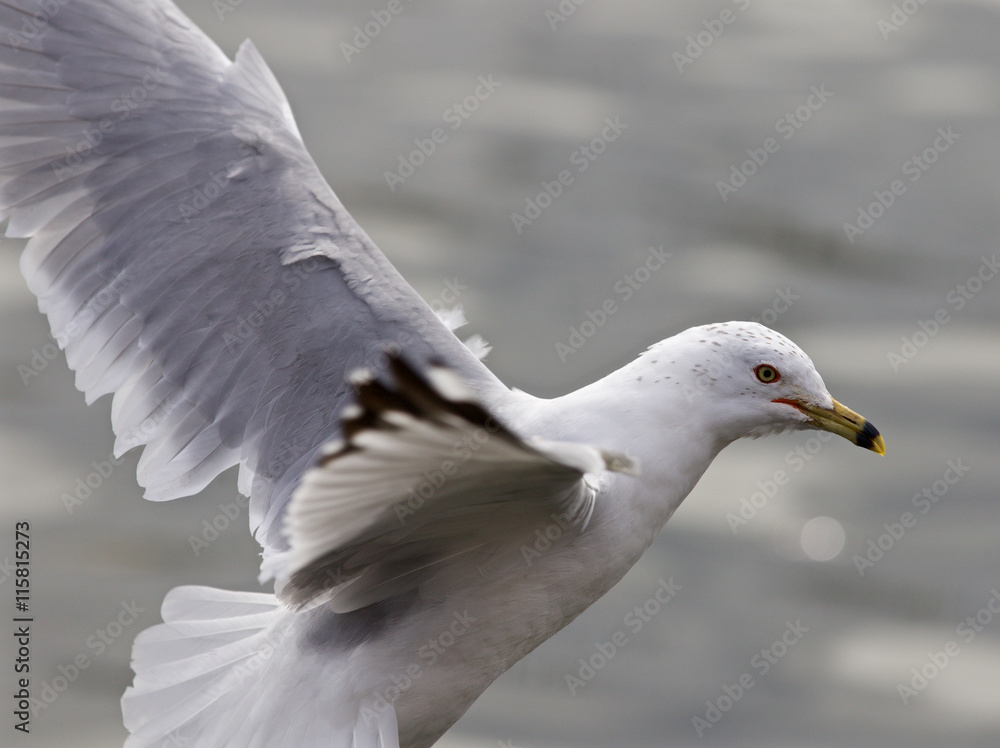 Beautful isolated photo of the gull with the wings Beautful isolated photo of the gull with the wings