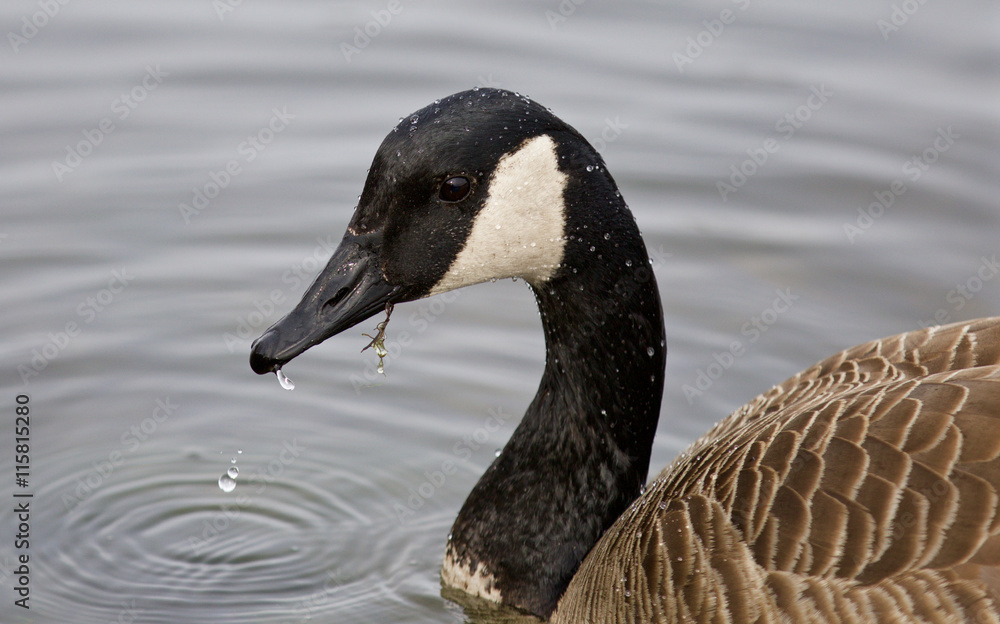 Beautiful background with the Canada goose drinking water Beautiful background with the Canada goose drinking water
