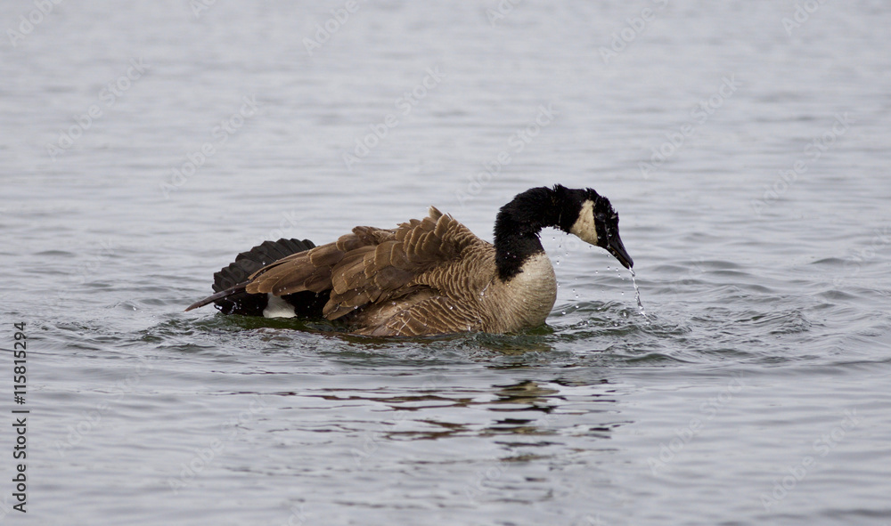 Fototapeta premium Picture of a powerful swim of a Canada goose