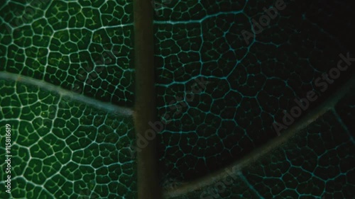 Colorful transitions for montage on the theme of plant leaf, flora and nature