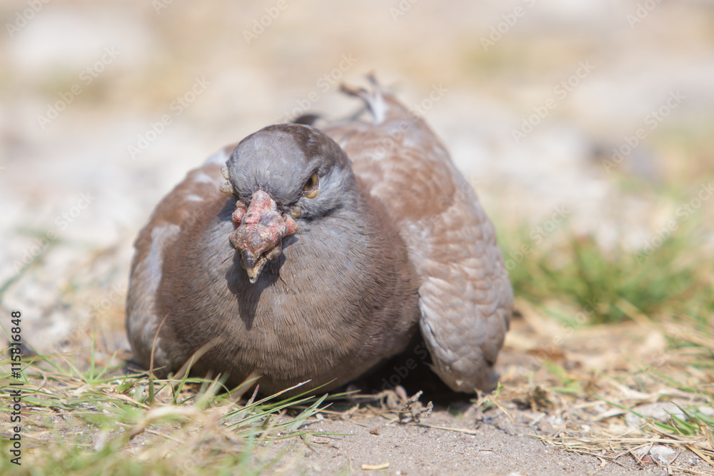 Dove disease smallpox Dove disease smallpox