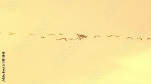 Flamingos flying against beautiful golden sky at summer sunset