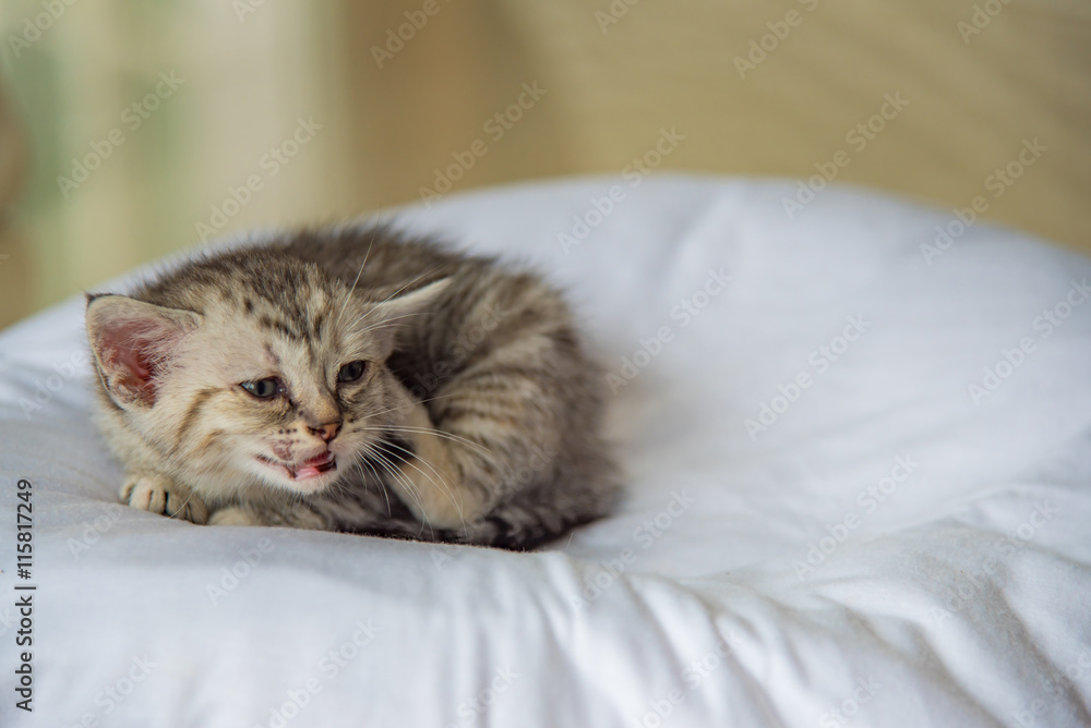 Cute lonely kitten Cute lonely kitten