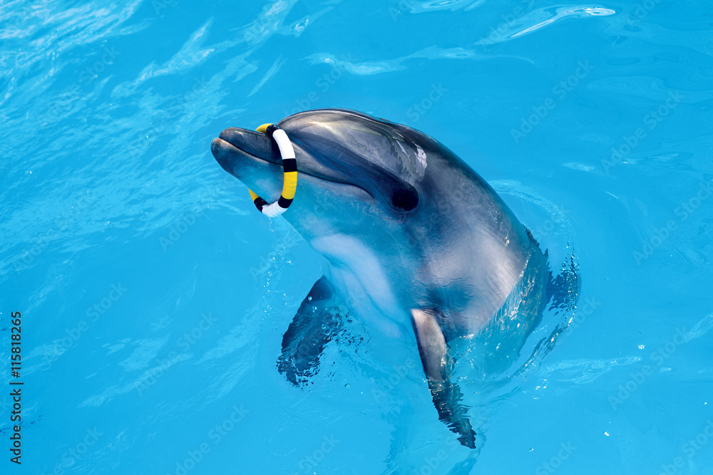 Fototapeta premium One dolphin in the pool playing with ring