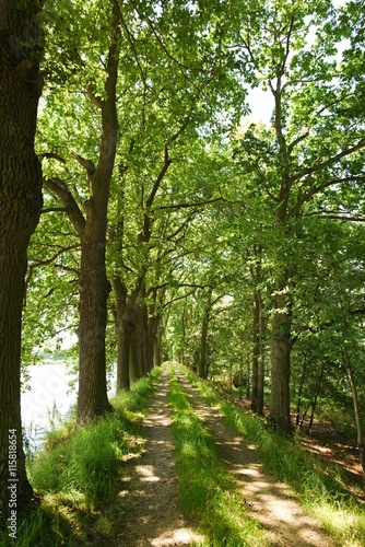 The path through the trees along the dam pond