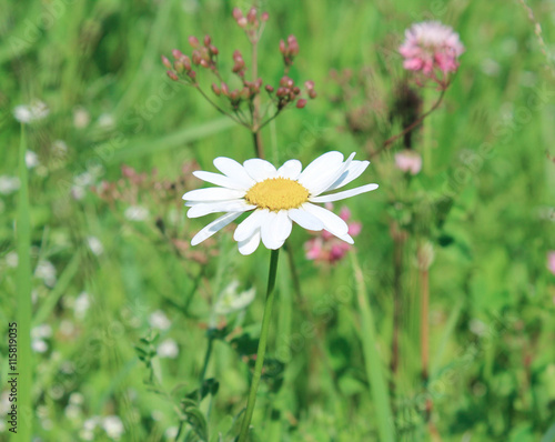 Daisy flower in the field