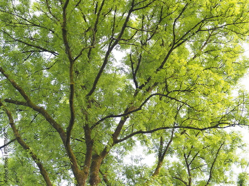 Riesige Esche mit mächtiger Baumkrone und frischen grünen Blättern 