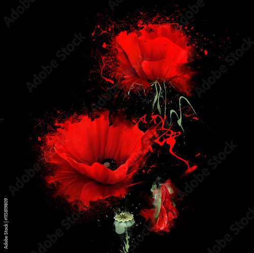 luxurious red poppy on black background