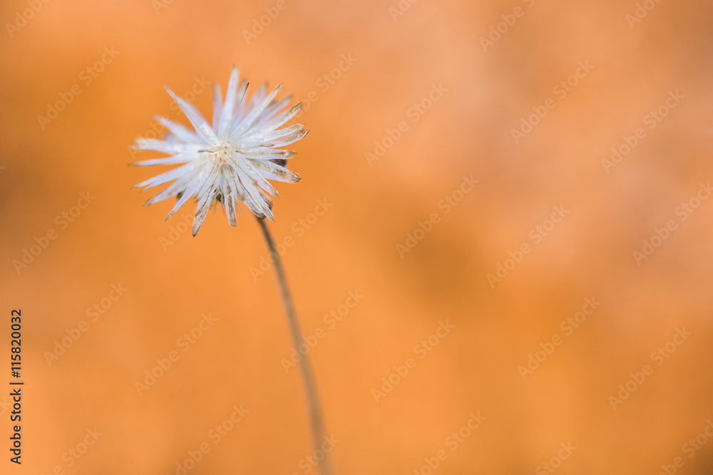 clos up of one blossom of grass on orange soil