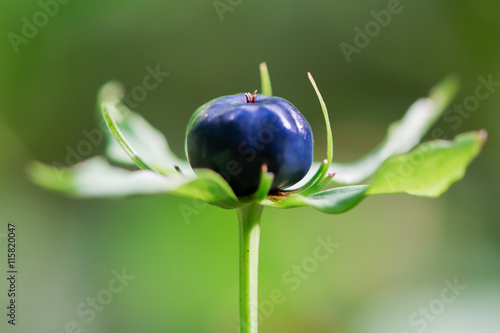Herb Paris (Paris quadrifolia) berry. Blue-black berry-like capsule and bracts of woodland plant in the family Melanthiaceae photo
