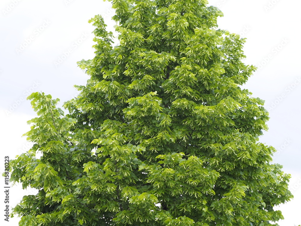 Grüner Lindenbaum im saftigen Frühlingsoutfit Grüner Lindenbaum im saftigen Frühlingsoutfit