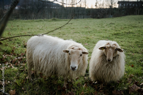 Fotografie Sheeps