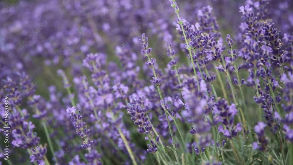Violet lavender field Violet lavender field