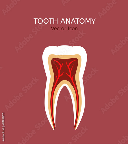 Tooth vector icon