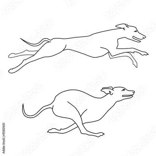 Contour vector image of running dogs whippet breed, two poses