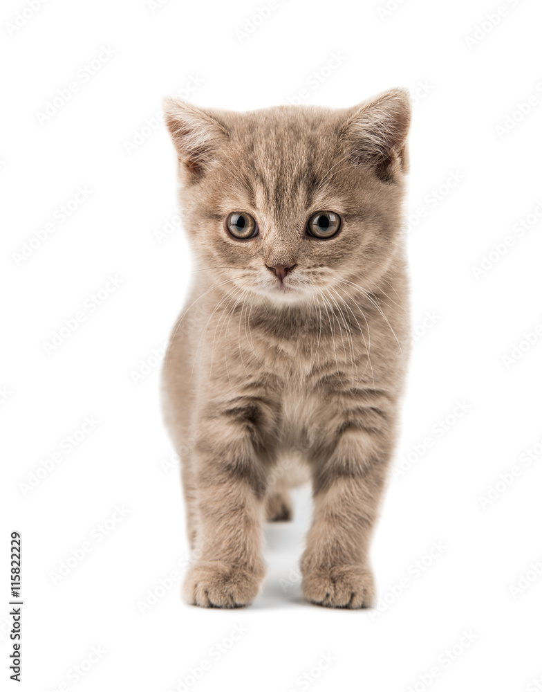 beautiful brown little British kitten