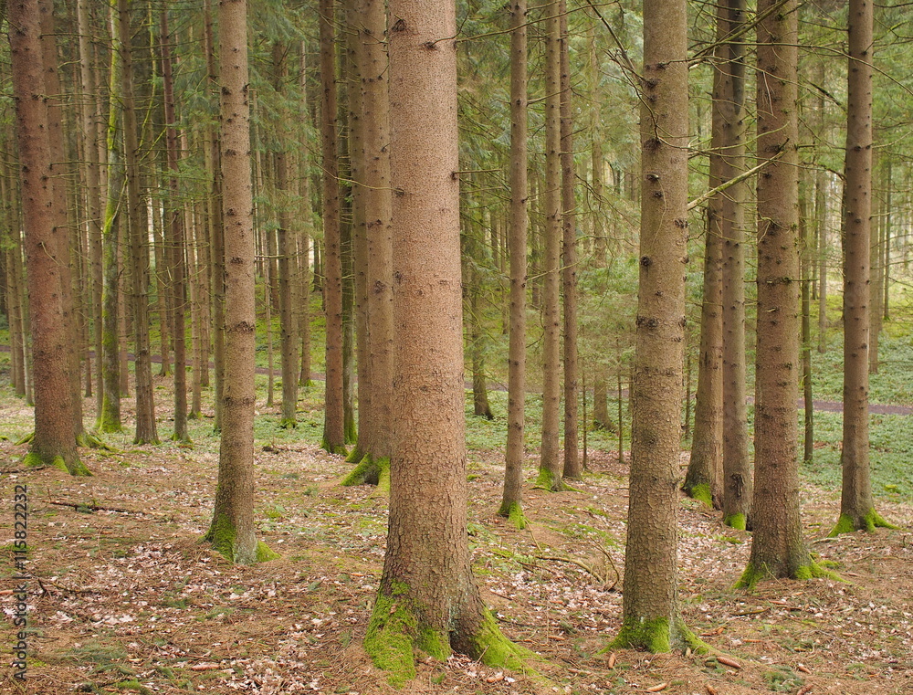 Spaziergang - gute Waldluft und Fichtenbäume Spaziergang - gute Waldluft und Fichtenbäume