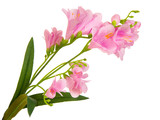 bunch branch flowering-plant with pink flower