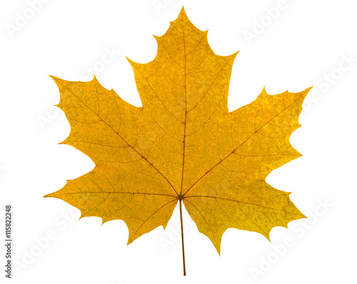 Billede på lærred big yellow maple leaf