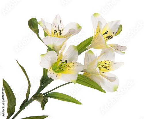 bunch branch flowering-plant with white flower