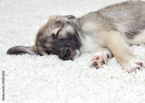 Puppy sleeping on a fluffy carpet