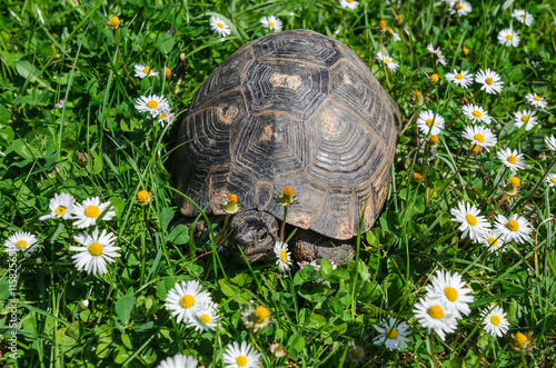 Turtle outdoors crawling on ground photo