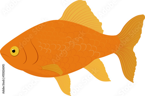 gold fish . Fish isolated on a white background. Vector illustration.